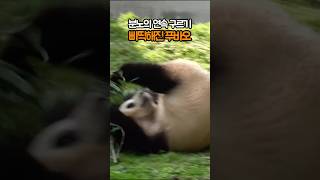 4K 분노의 구르기 밥상 엎은 푸바오 푸바오 푸바오실시간 푸바오근황 fubao 福寶 panda [upl. by Isdnyl]