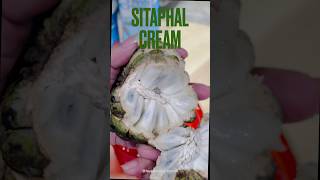 Sitaphal cream Cutard Apple cream…Haji Ali famous Sitaphal cream…Must try🫶 [upl. by Yraunaj]