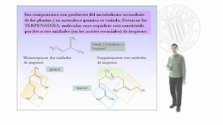 Obtención de aceites esenciales mediante destilación por arrastre de vapor equipo Clave  55  UPV [upl. by Nospmoht]