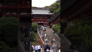 TSURUGAOKA HACHIMANGU in KAMAKURA [upl. by Kohler572]