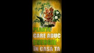 plante care aduc energie pozitiva in casa [upl. by Leban]