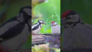 Woodpecker feeding slow motion [upl. by Fougere]