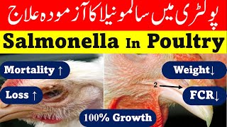 Treatment of Salmonella In Poultry [upl. by Neerual]