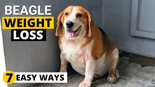 7 Ways to Help your Overweight Beagle Lose Weight [upl. by Maryanne275]