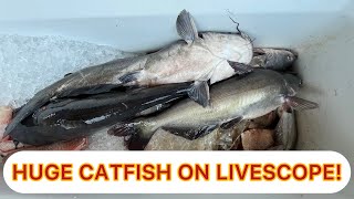 HUGE Livescope CATFISH on Bayou Manchac livecatfishing garmin livescope fishing [upl. by Olympie]