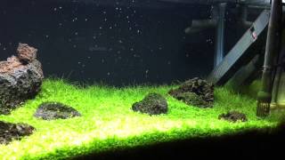 First Look At The 20 Gallon Long Iwagumi Style Tank [upl. by Poppy]