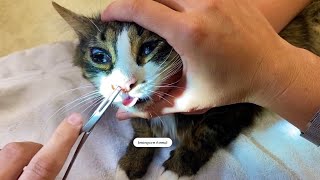 Removing Enormous Cuterebra Larvae From A Kittens Nose Part 1 [upl. by Zsuedat]