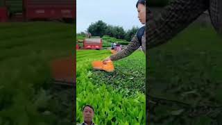 Tea Leaf Harvesting By Machine tealeaf harvesting satisfying [upl. by Amikay]