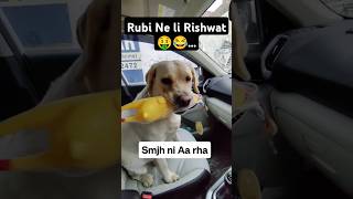 Rubi Ne Li Injection k Badle Rishwat 🤑 ll labra rubi ll doglover labrador youtubeshorts shorts [upl. by Acim621]