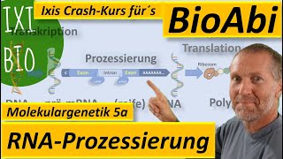 Prozessierung mRNA  Reifung mRNA  Spleißen Splicing prämRNA zu reifer mRNA  Transkription 4 [upl. by Alaunnoif]