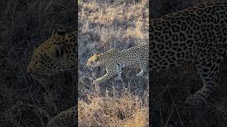 Beautiful leopard on an African safari in South Africa travel vacation [upl. by Sterner352]