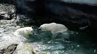 Eisbär  Polar Bear Finja amp Nora  Tiergarten Schönbrunn [upl. by Sivrup]