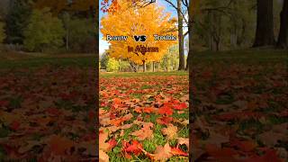 🇨🇦Beauty versus challenges during the fall season🍂🍁 canada shortsviral youtubeshorts [upl. by Aislehc]