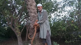 Shah Sahb ne Ajwa Khajoor ki Chunai ki motivation fruiting fruit gardening dates farming [upl. by Davin]