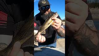 Sauger Fishing on the Cumberland River Tn [upl. by King]