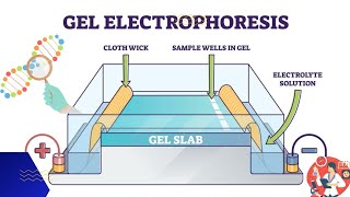 Electrophoresis  Gel electrophoresis technique  3d animation [upl. by Asela]