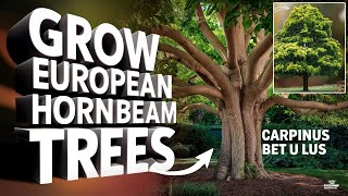 How To Grow Carpinus Betulus European Hornbeam Trees [upl. by Colleen]