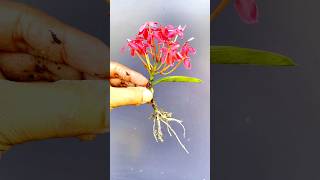 Growing Ixora plant from cutting Ixora Short youtubeshorts Shorts Mitasgardeningtrick plant [upl. by Dleifyar]