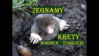 KRETY NORNICE TURKUCIE  ŻEGNAMY NIEPROSZONYCH quotGOŚCIquot [upl. by Clifford]