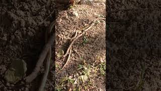 Striped Kukri Snake at Chao Anouvong Park Vientiane Laos [upl. by Anile577]