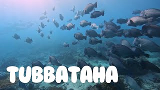 June 2023  Diving Tubbataha Reef Philippines [upl. by Ytram]