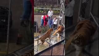 Two Tigers fighting over Glass Walkway at Zoo tiger fighting zoo [upl. by Anhavas]