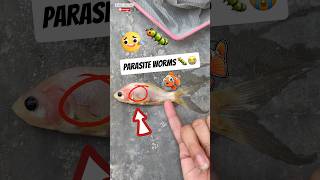 Fish Parasite Ho Gaya 🦠😭  LwM day 1111000 [upl. by Idnahr]