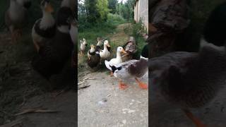 🦆 back to home 🏠 talhakadihat shortvideo viralvideo cute duck ducksfarm pets youtubeshorts [upl. by Ennaeerb289]