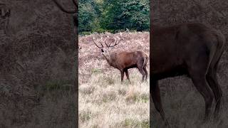 Roaring Red Stag and Harem reddeer wildlife shorts [upl. by Courtenay]