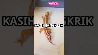 How to Breed Leopard Geckos Like a Pro [upl. by Eetnuahs]