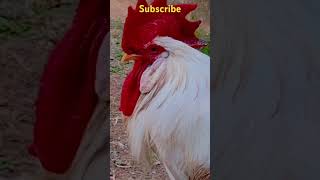 Idhu enna ragam trlaye🤣🤣kozhikoothugal funny chicken comedyfilms trending comedy ytshort [upl. by Nealson]