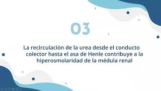 Función del túbulo distal y de los conductos colectores  Urea  Alexis Calle [upl. by Joelie632]