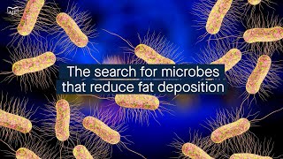 Finding fatfighting microbes in the gut microbiome of Lulai black pigs [upl. by Older]