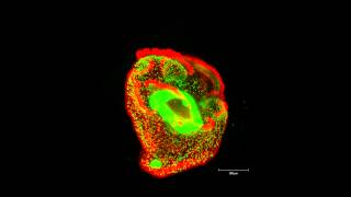 ZEISS Lightsheet Z1  Nemertea pilidium larva ventral view [upl. by Deanne]