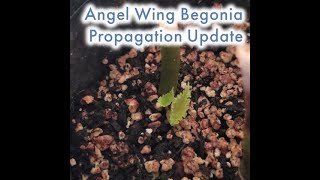 Angel Wing Begonia Propagation Experiment  We have growth [upl. by Aninat]