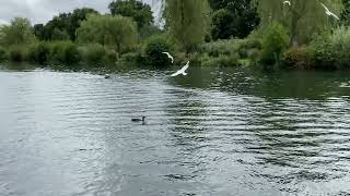 40 year old Fairey Huntsman ripping around the boating lake [upl. by Airec]