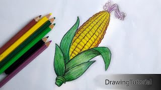 How to Draw Corn Step by Step Very Easy [upl. by Haidebez804]