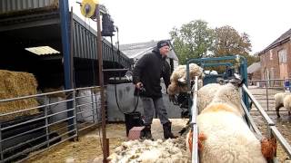 Ewe crutching with a peakhill sheep handler [upl. by Ahsimot]