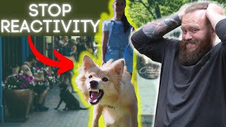 How To Stop Dogs Reactive Behavior [upl. by Anyaled425]