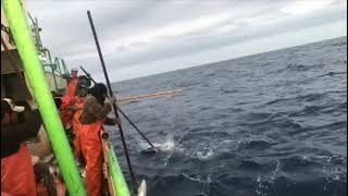 PESCA NO BRASIL  FISHING TUNA  CARDUME DE ATUM  CARDUME ASSOCIADO [upl. by Otirecul526]