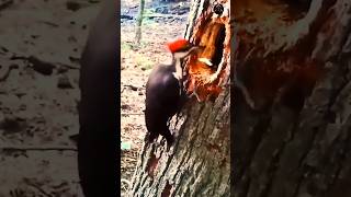 woodpecker নিজের ব্রেইনকে কিভাবে রক্ষা করে [upl. by Brant]