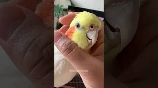 Cuteness Overload 👆🏻 😍 cockatielscraze [upl. by Regen]