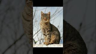 2024 cat VS 5000 bce cat viralshorts youtubeshorts cat 5000bce catshorts catvideos [upl. by Tezzil67]