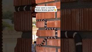 Nokia snake 🐍shorts snake [upl. by Amitarp]