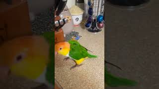 Omg I love birds so so much birds parrot [upl. by Correy661]