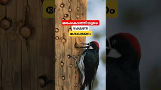 മരംകൊത്തി ചെയ്യുന്നത് 😯 shortsvideo [upl. by Palma]