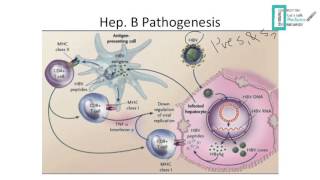 Viral Hepatitis [upl. by Marks]