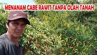 Panduan Menanam Cabe Rawit di Lahan Tanpa Olah Tanah dari Awal sampai Panen [upl. by Shelba125]