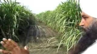 SugarCane farmingPingalwara Farm ATMA Officials Visitmp4 [upl. by Cirderf]