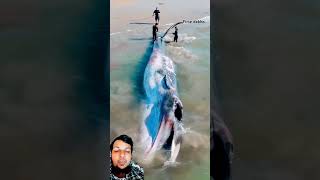 Kiya yeh sahi h whale animals ocean news amazingfacts shortvidieoagar scienceknowledge short [upl. by Dyob]